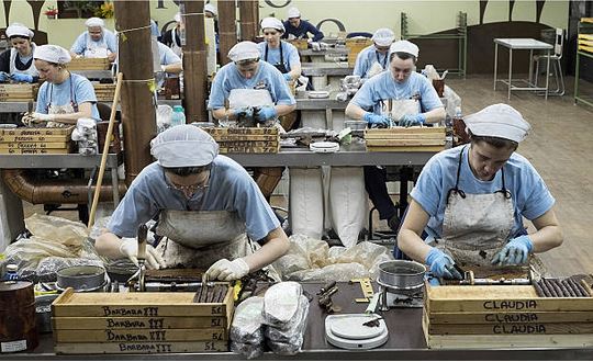 Women rolling cigars in a cigar factory.