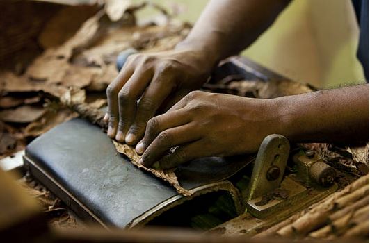 rolling cigars in a cigar factory.