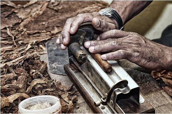 rolling cigars in a cigar factory.