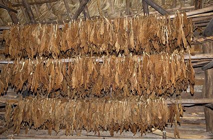 Men rolling cigars in a cigar factory.